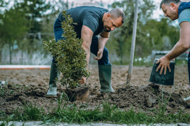 Best Tree Stump Removal  in Rockford, MI